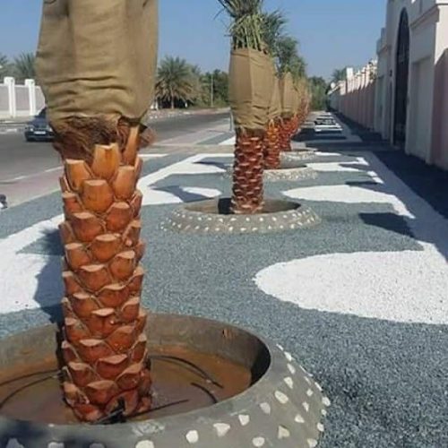 زراعة النخيل